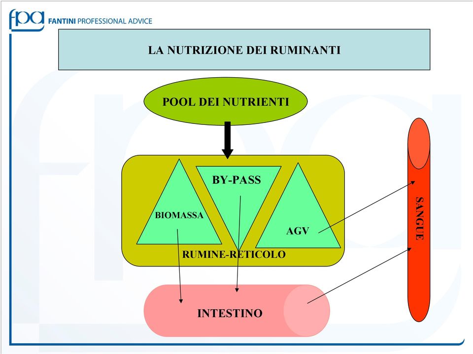 NUTRIENTI BY-PASS