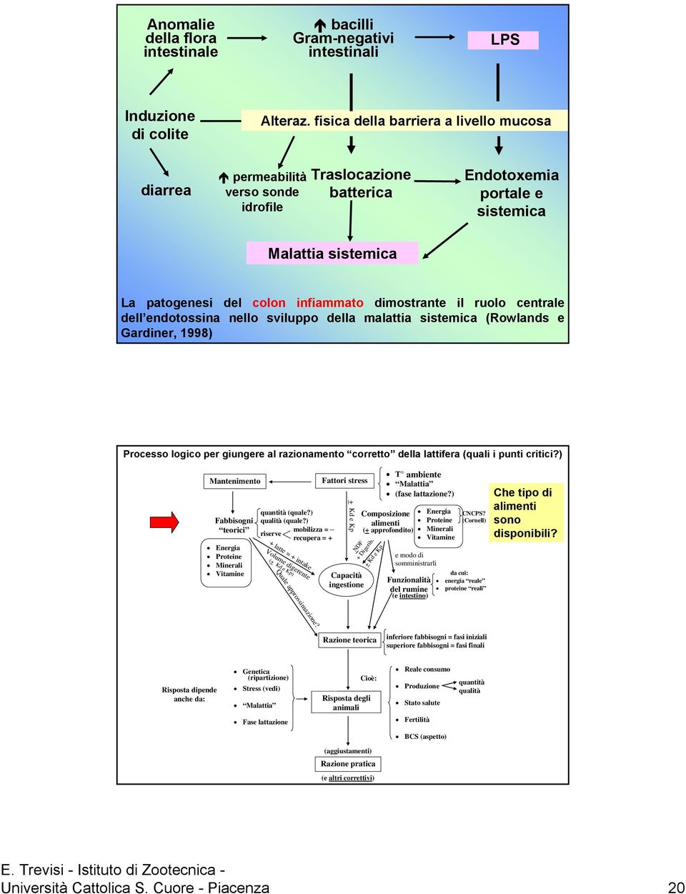 dimostrante il ruolo centrale dell endotossina nello sviluppo della malattia sistemica (Rowlands e Gardiner, 1998) Processo logico per giungere al razionamento corretto della lattifera (quali i punti