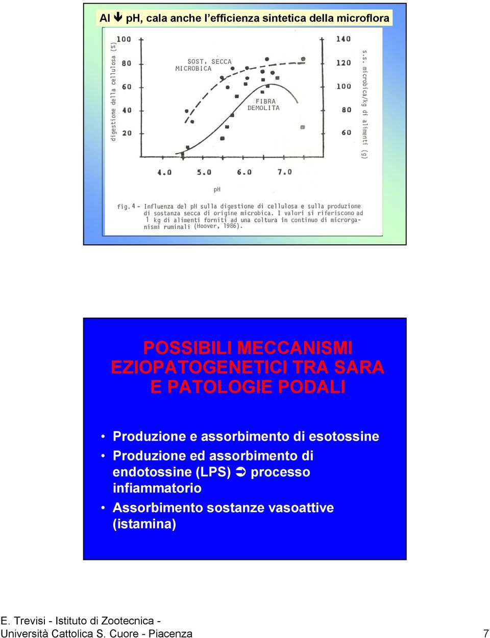 esotossine Produzione ed assorbimento di endotossine (LPS) processo