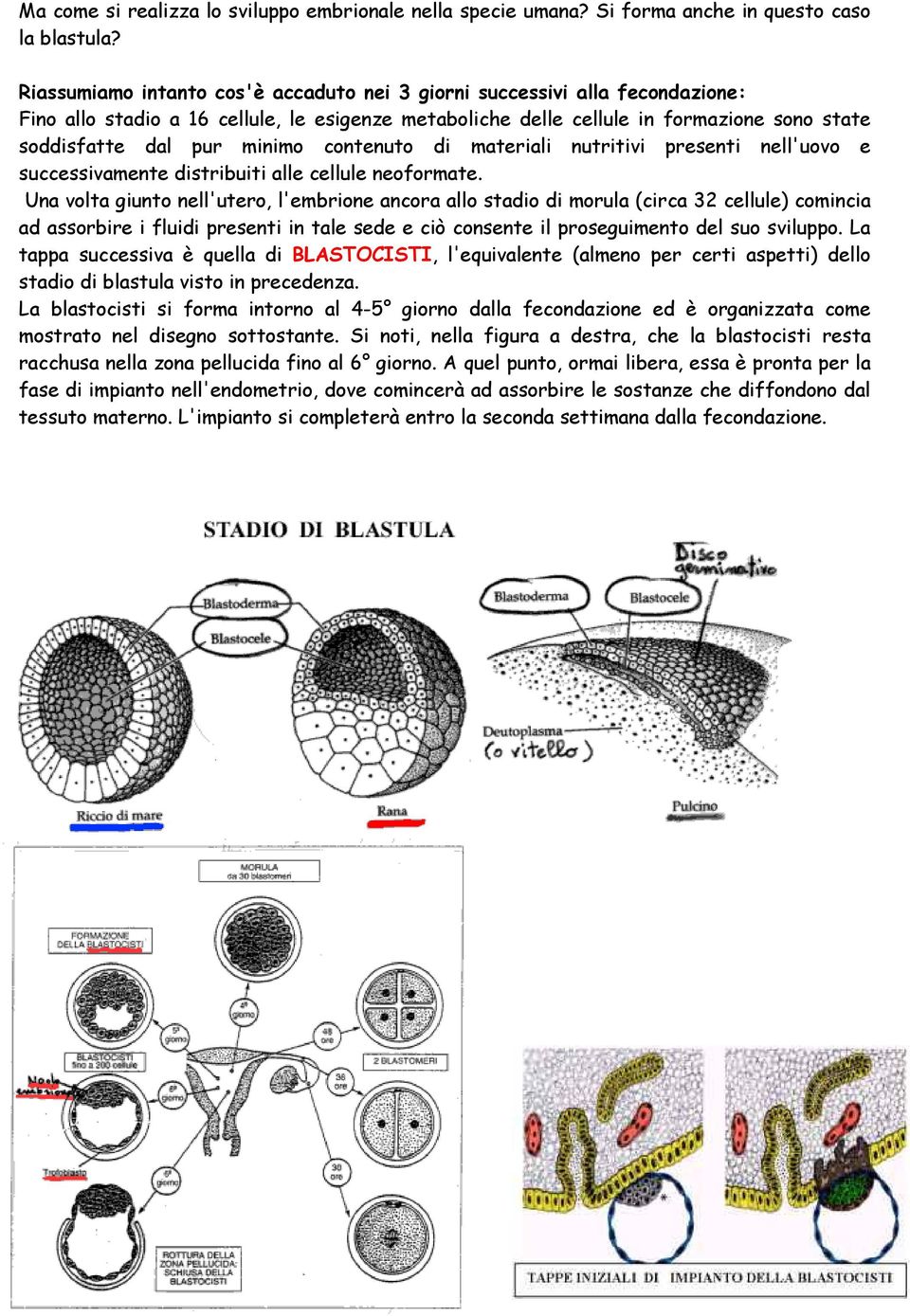 contenuto di materiali nutritivi presenti nell'uovo e successivamente distribuiti alle cellule neoformate.