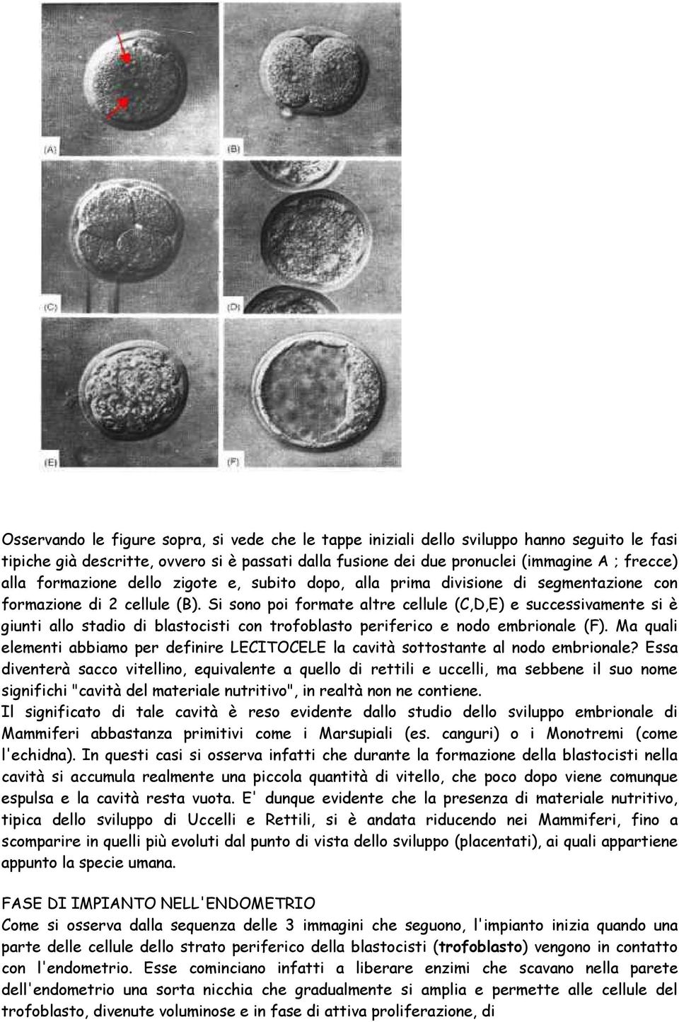 Si sono poi formate altre cellule (C,D,E) e successivamente si è giunti allo stadio di blastocisti con trofoblasto periferico e nodo embrionale (F).