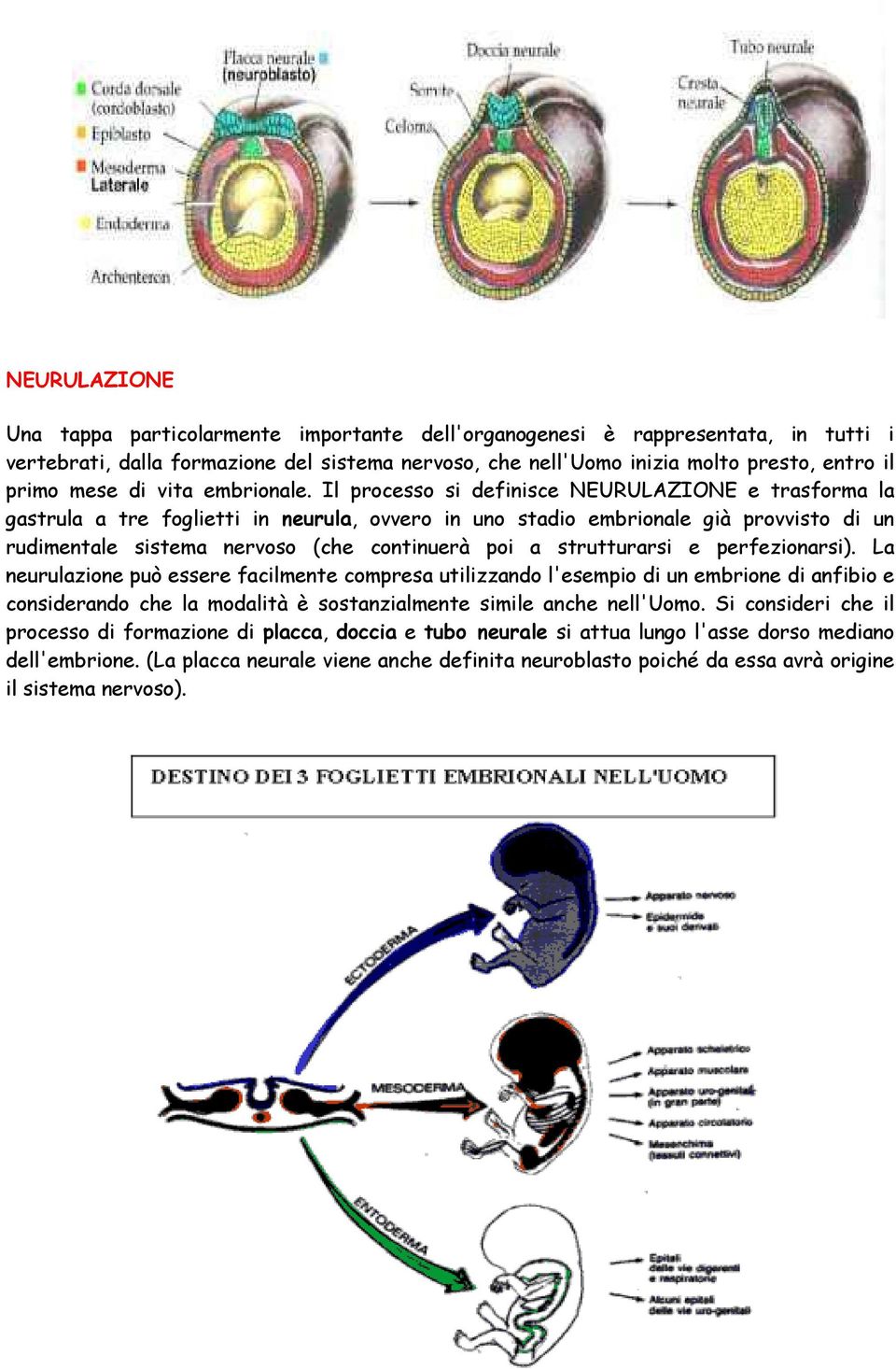 Il processo si definisce NEURULAZIONE e trasforma la gastrula a tre foglietti in neurula, ovvero in uno stadio embrionale già provvisto di un rudimentale sistema nervoso (che continuerà poi a