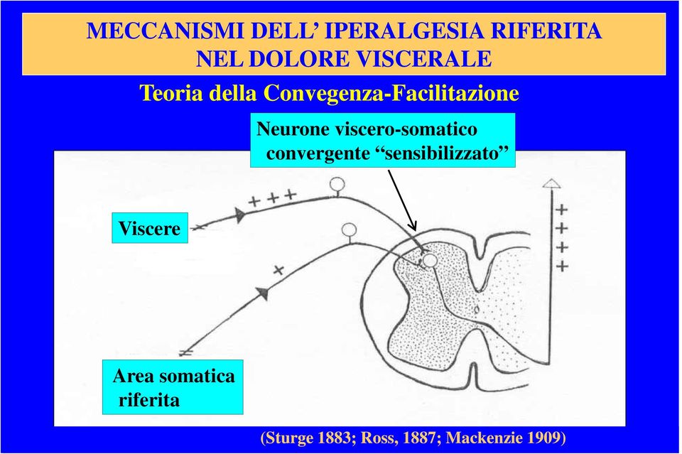 Neurone viscero-somatico convergente sensibilizzato