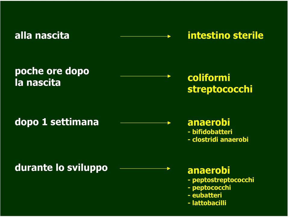 -bifidobatteri -clostridi anaerobi durante lo sviluppo