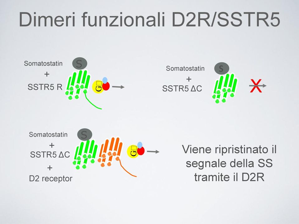 Somatostatin + SSTR5 ΔC + D2 receptor S