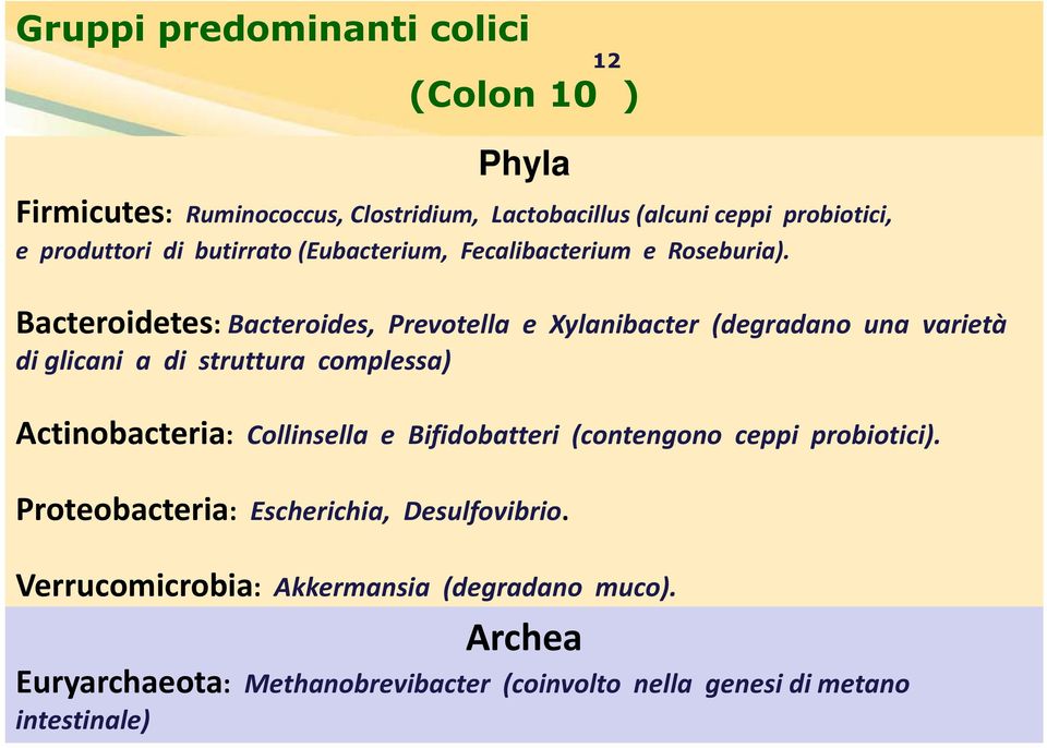 Bacteroidetes: Bacteroides, Prevotella e Xylanibacter (degradano una varietà di glicani a di struttura complessa) Actinobacteria: