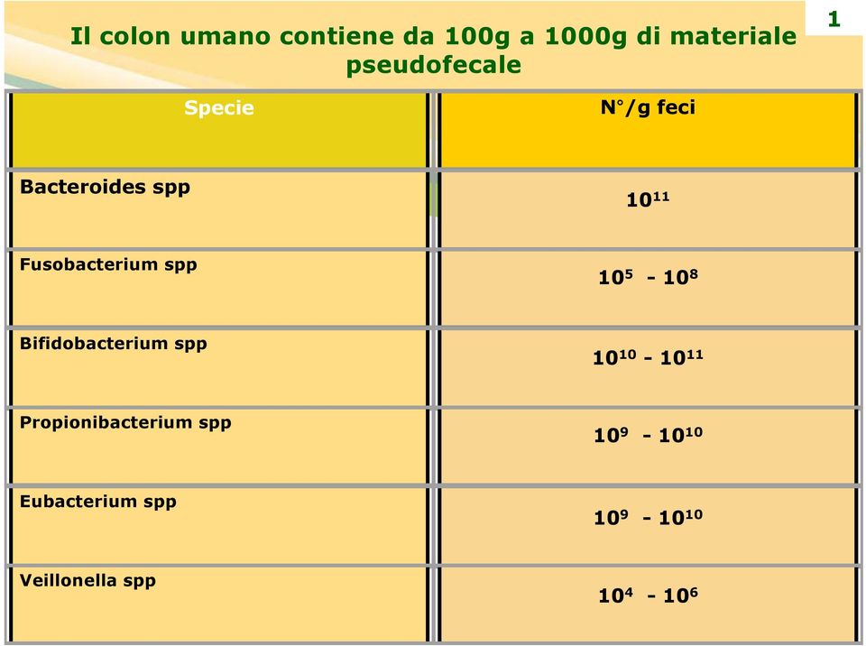 Fusobacterium spp 10 5-10 8 Bifidobacterium spp 10 10-10 11