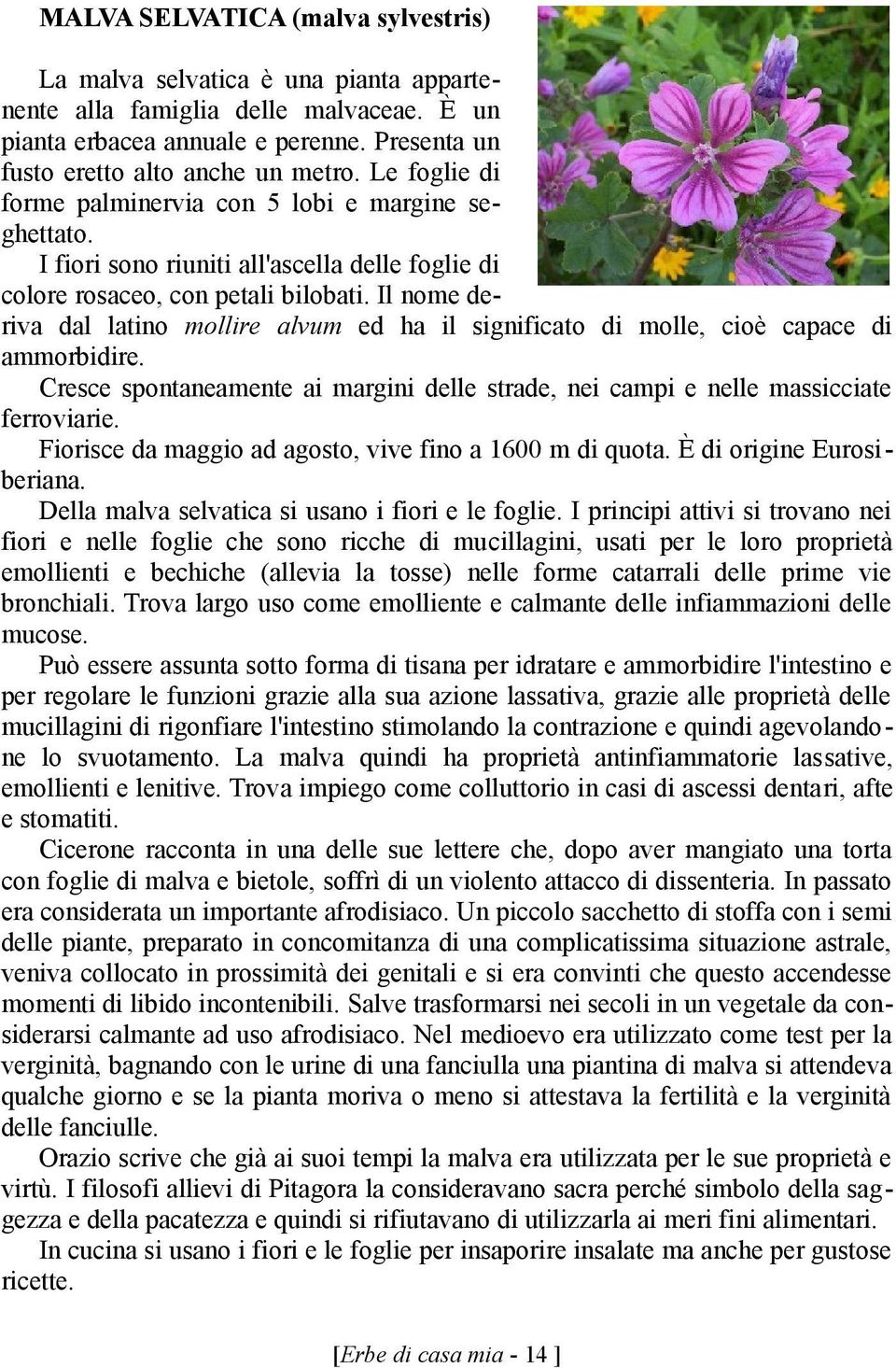 Il nome deriva dal latino mollire alvum ed ha il significato di molle, cioè capace di ammorbidire. Cresce spontaneamente ai margini delle strade, nei campi e nelle massicciate ferroviarie.