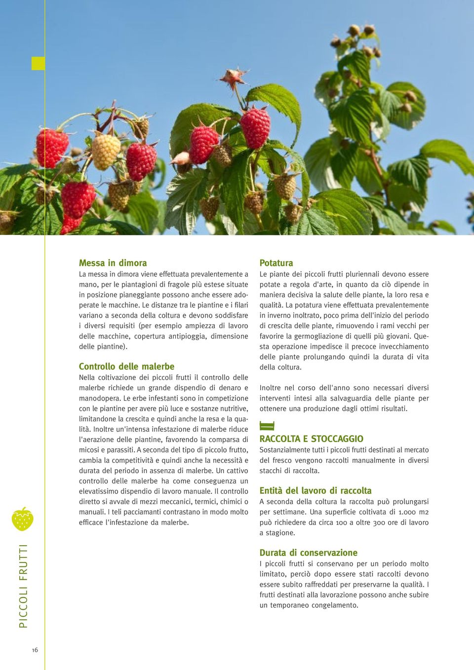 piantine). Controllo delle malerbe Nella coltivazione dei piccoli frutti il controllo delle malerbe richiede un grande dispendio di denaro e manodopera.