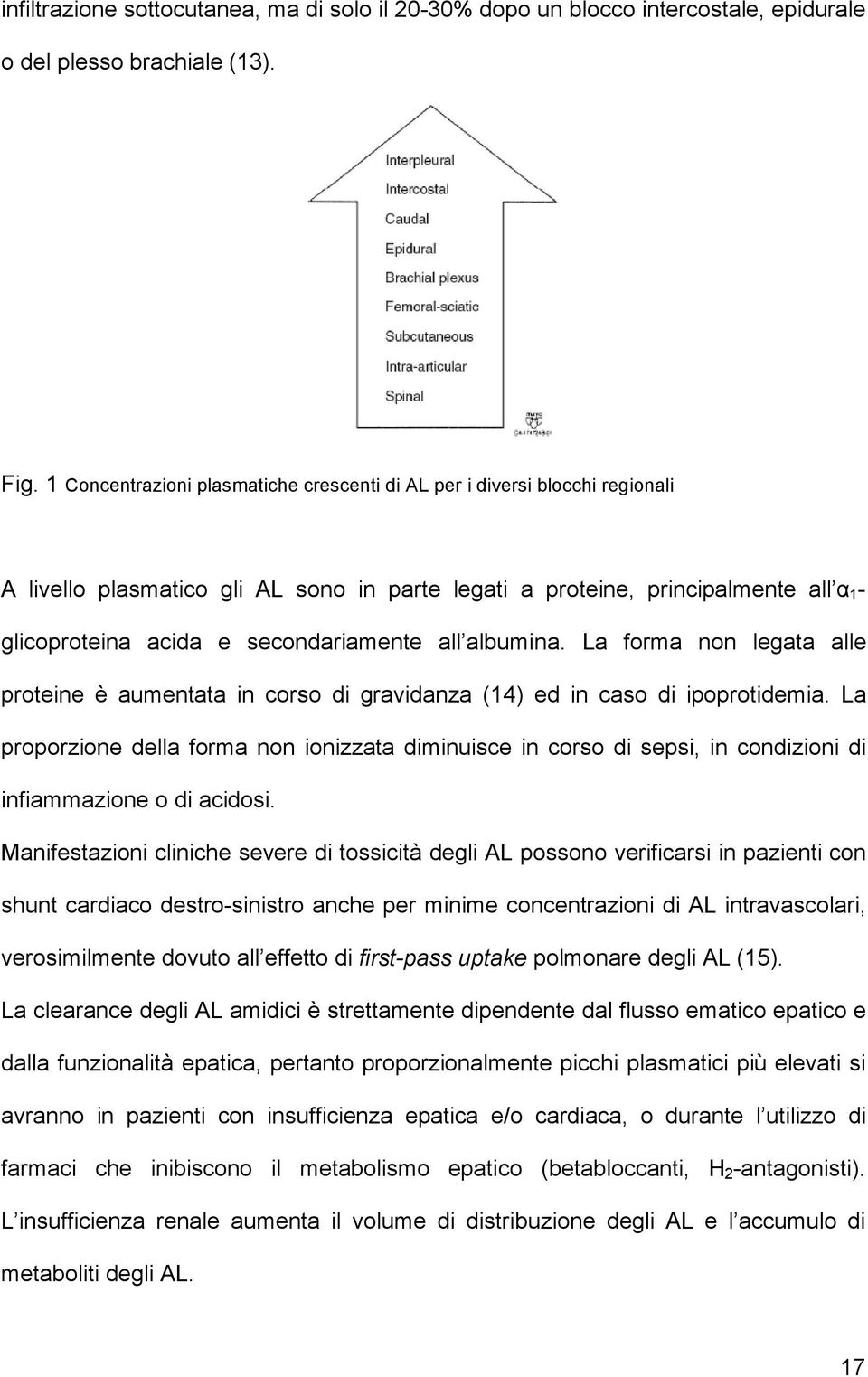 secondariamente all albumina. La forma non legata alle proteine è aumentata in corso di gravidanza (14) ed in caso di ipoprotidemia.