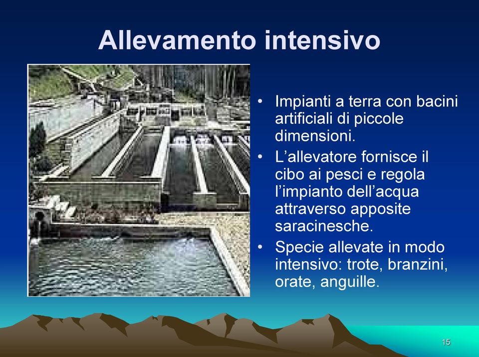 L allevatore fornisce il cibo ai pesci e regola l impianto dell