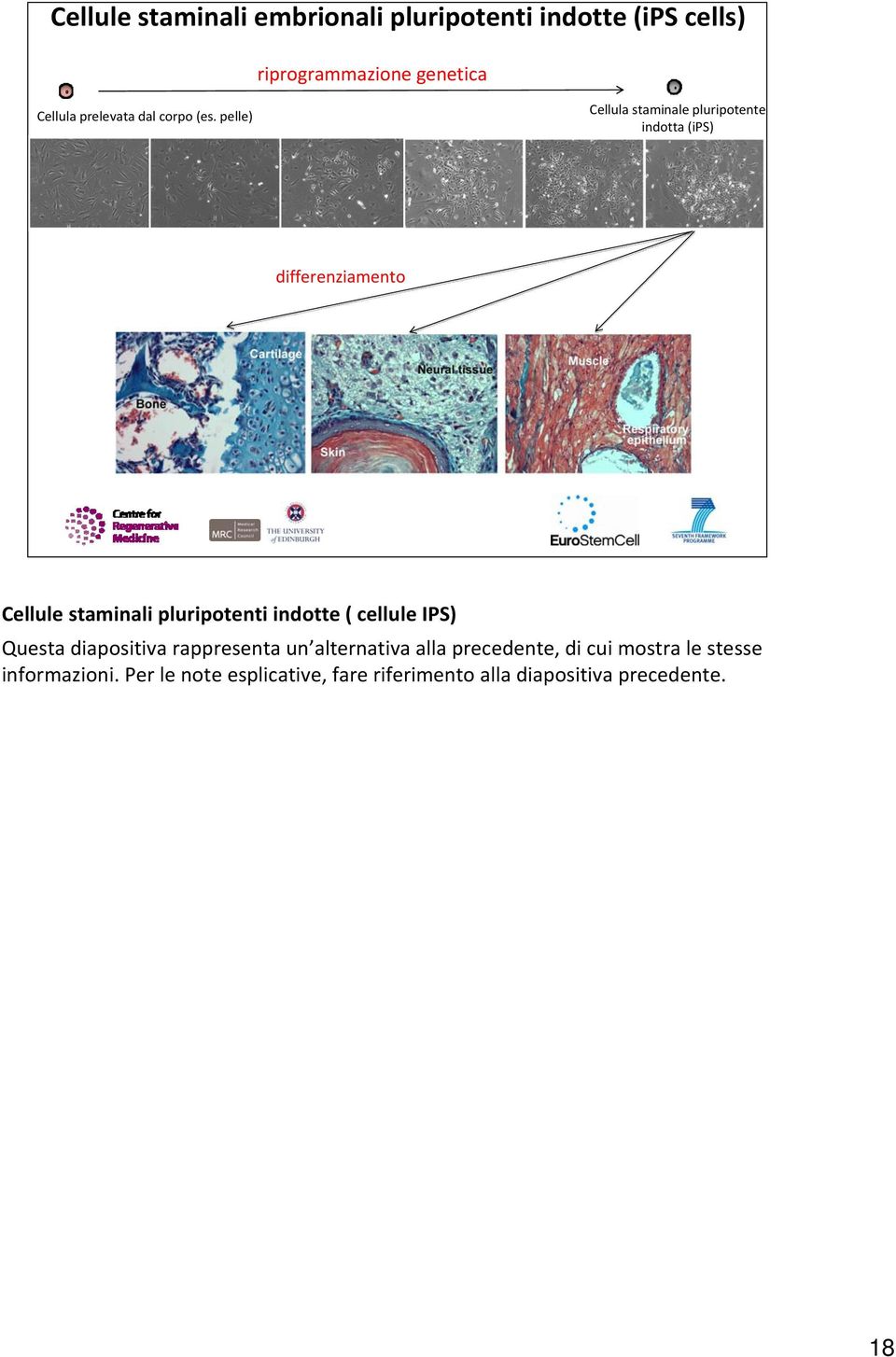 pelle) Cellula staminale pluripotente indotta (ips) differenziamento Cellule staminali pluripotenti