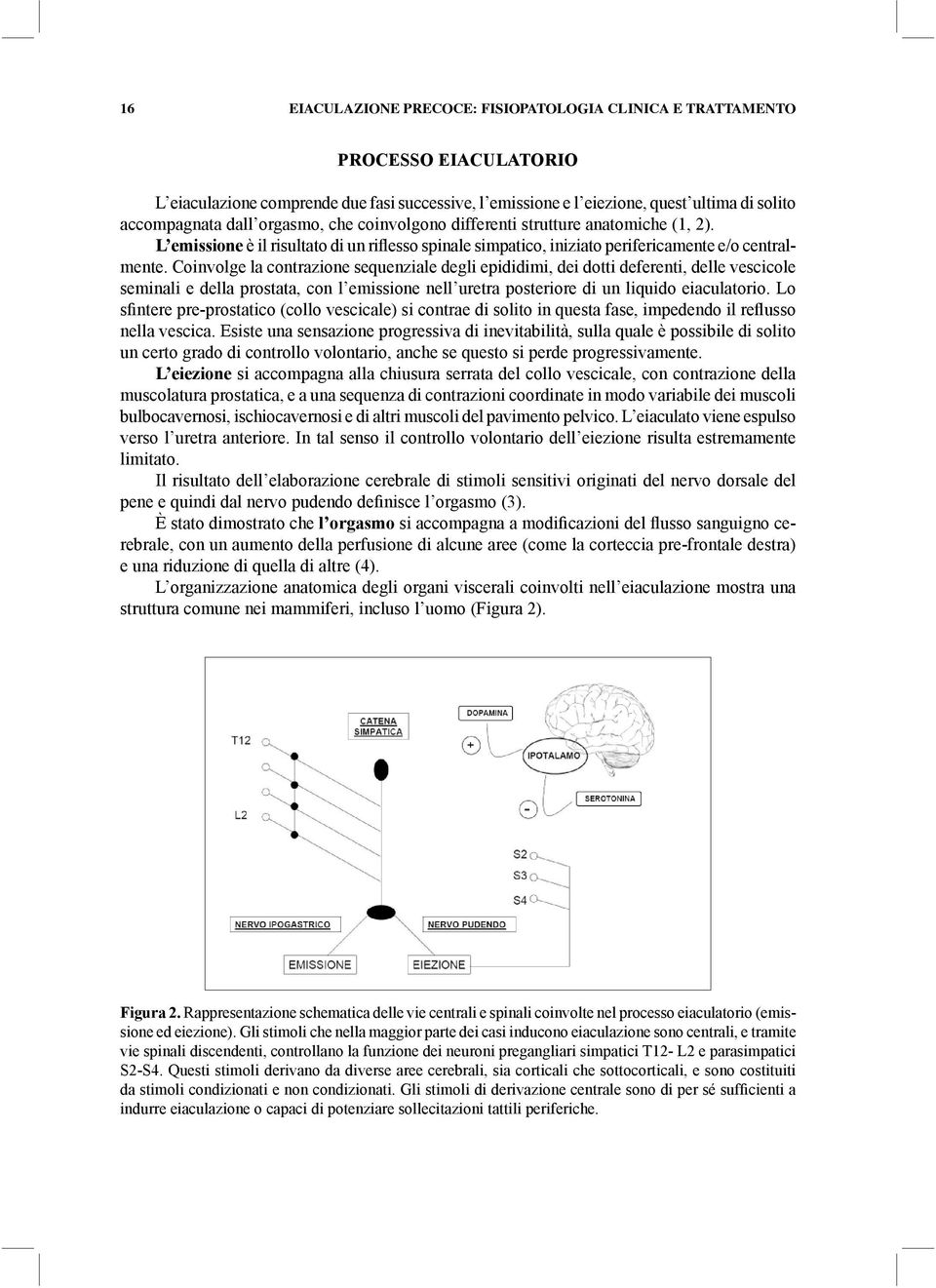 Coinvolge la contrazione sequenziale degli epididimi, dei dotti deferenti, delle vescicole seminali e della prostata, con l emissione nell uretra posteriore di un liquido eiaculatorio.