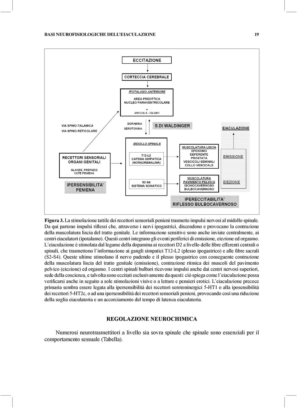 Le informazione sensitive sono anche inviate centralmente, ai centri eiaculatori (ipotalamo). Questi centri integrano gli eventi periferici di emissione, eiezione ed orgasmo.