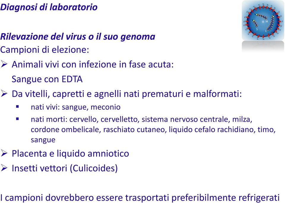 cervelletto, sistema nervoso centrale, milza, cordone ombelicale, raschiato cutaneo, liquido cefalo rachidiano, timo, sangue