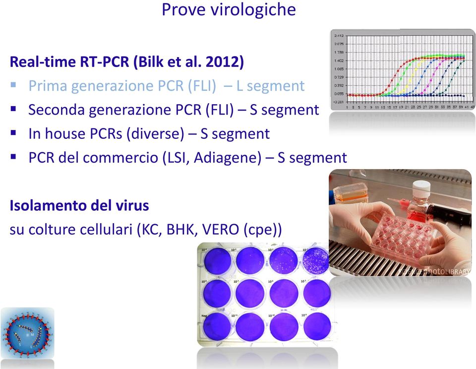 (FLI) S segment In house PCRs (diverse) S segment PCR del commercio