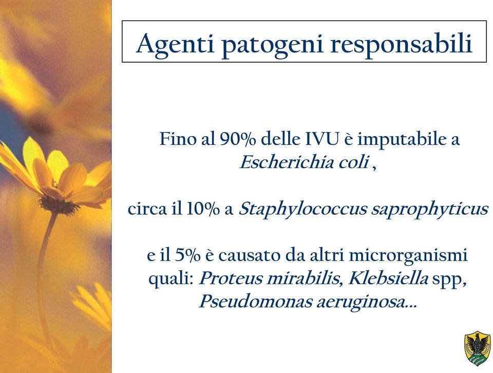 Staphylococcus saprophyticus e il 5% è causato da altri