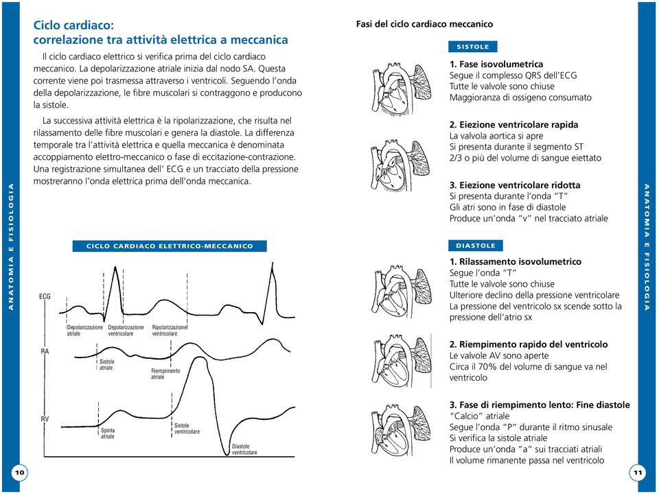 La successiva attività elettrica è la ripolarizzazione, che risulta nel rilassamento delle fibre muscolari e genera la diastole.