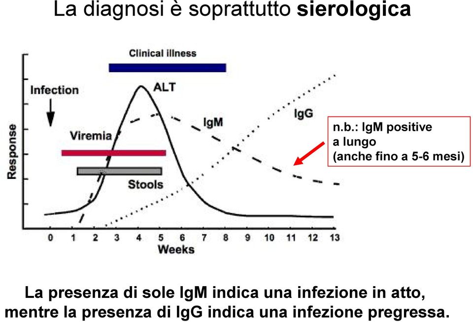 presenza di sole IgM indica una infezione in