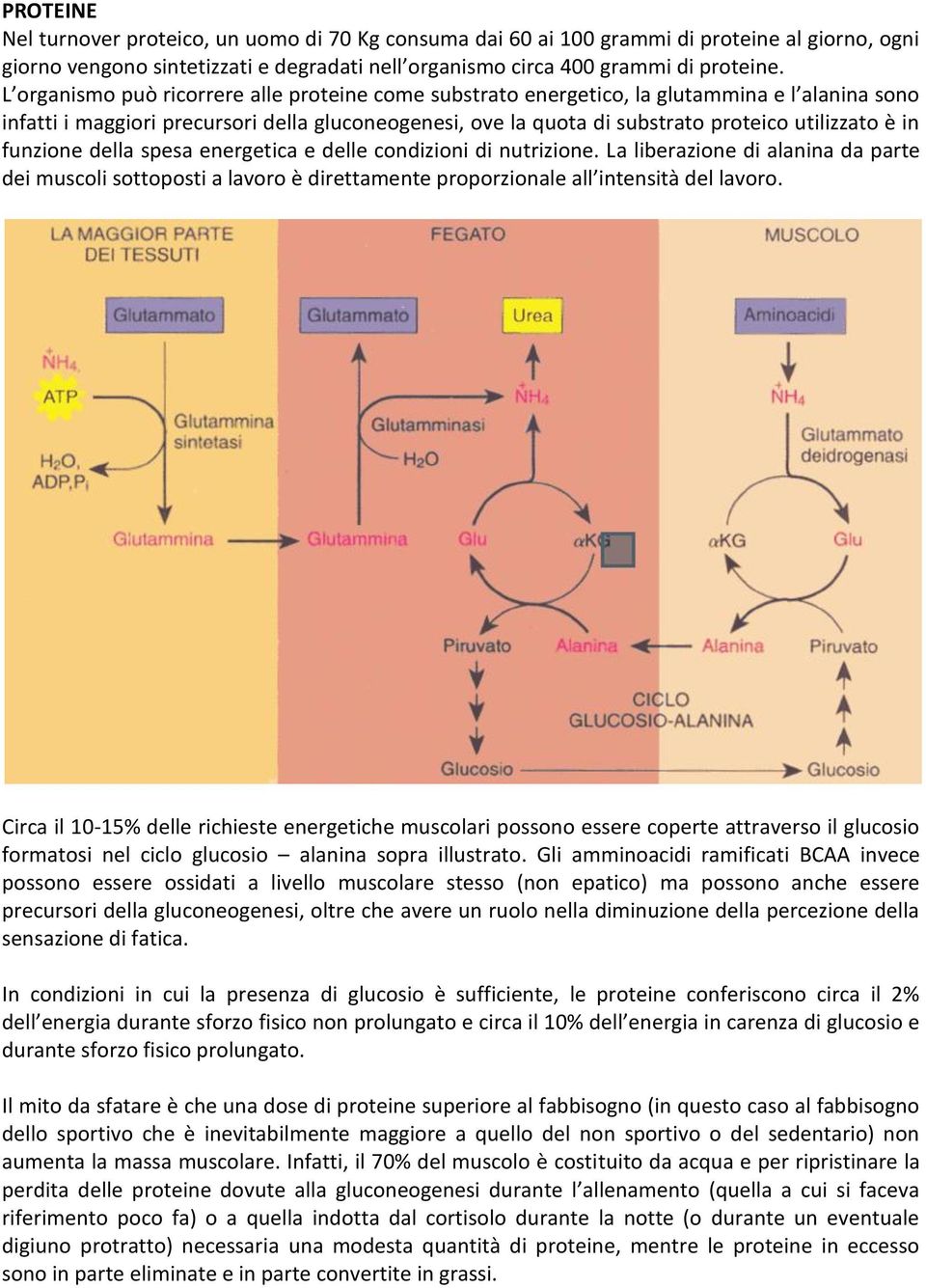 in funzione della spesa energetica e delle condizioni di nutrizione. La liberazione di alanina da parte dei muscoli sottoposti a lavoro è direttamente proporzionale all intensità del lavoro.