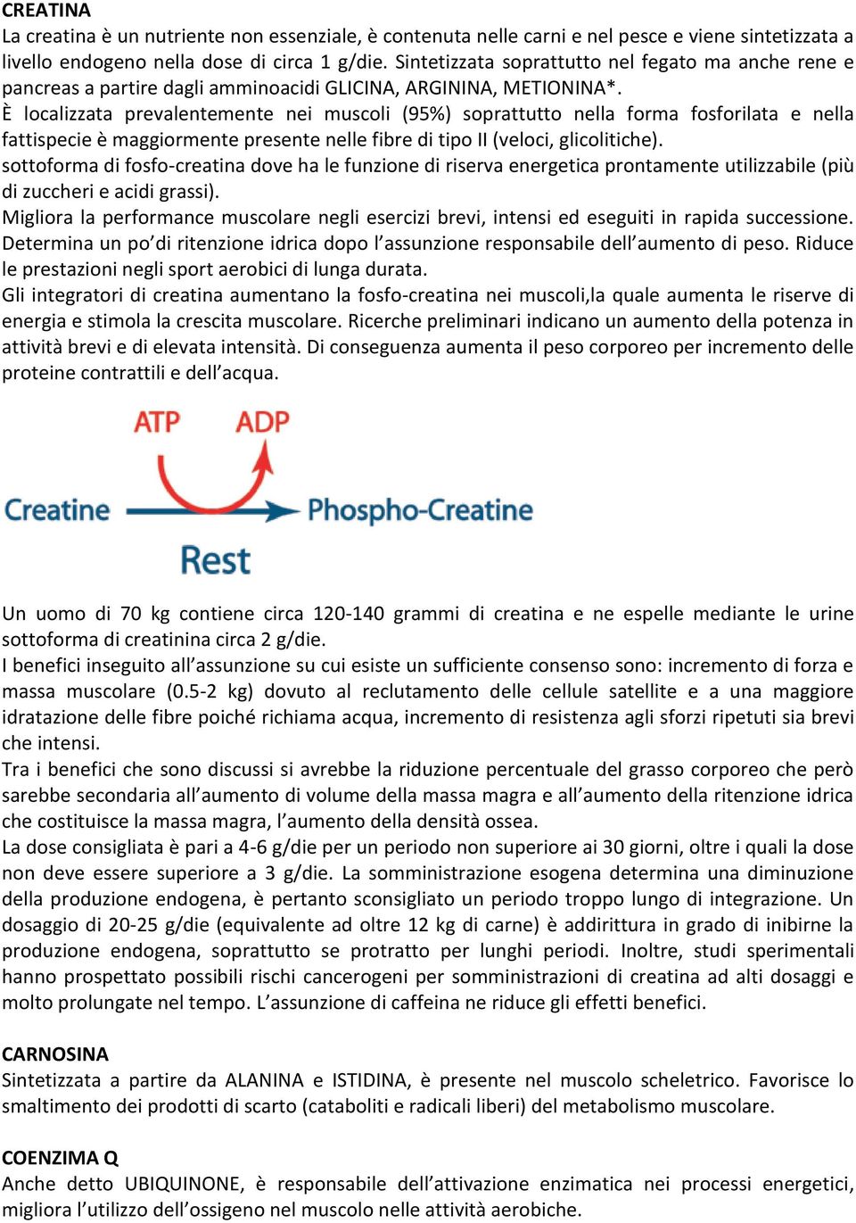 È localizzata prevalentemente nei muscoli (95%) soprattutto nella forma fosforilata e nella fattispecie è maggiormente presente nelle fibre di tipo II (veloci, glicolitiche).