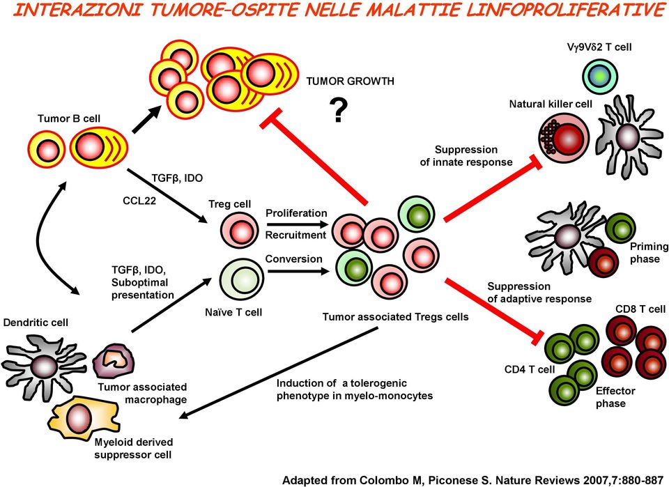 Recruitment Conversion Naïve T cell Tumor associated Tregs cells Suppression of adaptive response Priming phase CD8 T cell Tumor associated