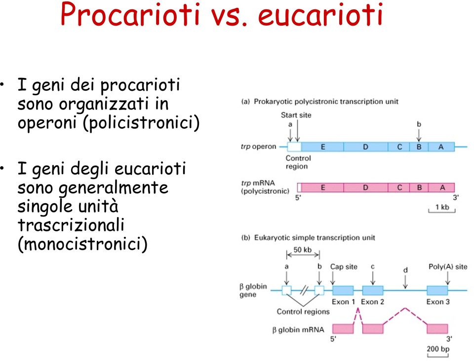 organizzati in operoni (policistronici) I