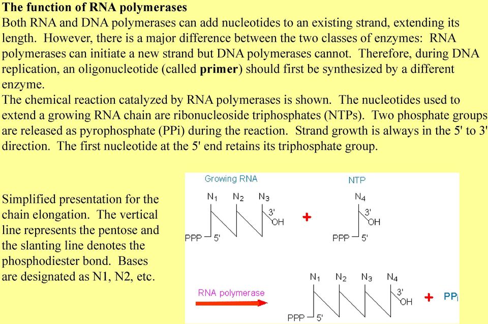 Therefore, during DNA replication, an oligonucleotide (called primer) should first be synthesized by a different enzyme. The chemical reaction catalyzed by RNA polymerases is shown.