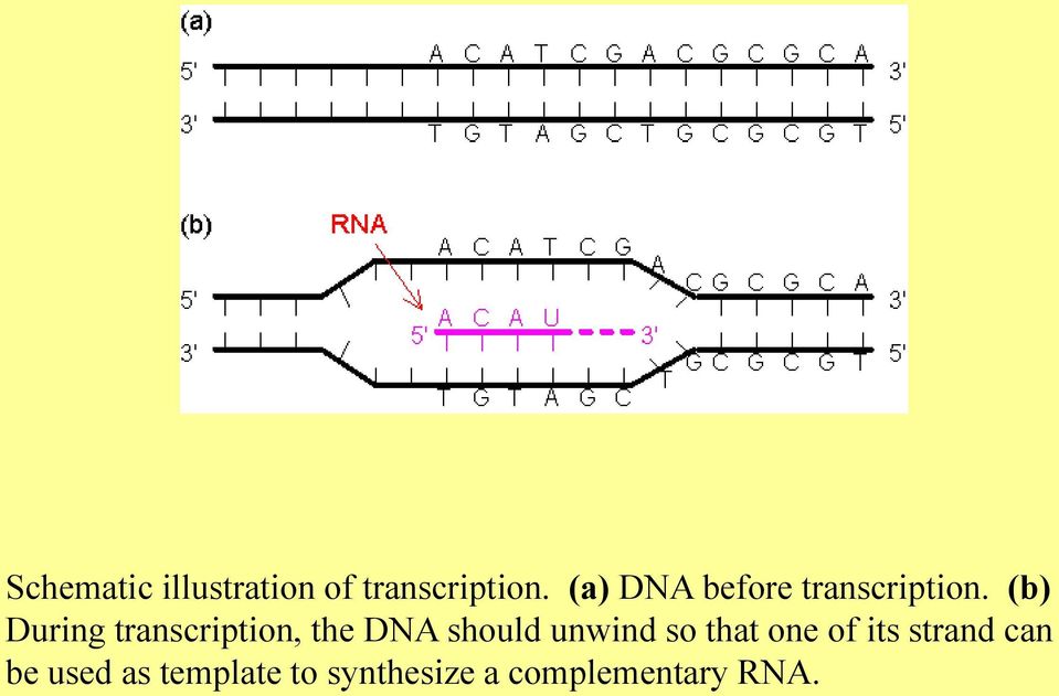 (b) During transcription, the DNA should unwind so