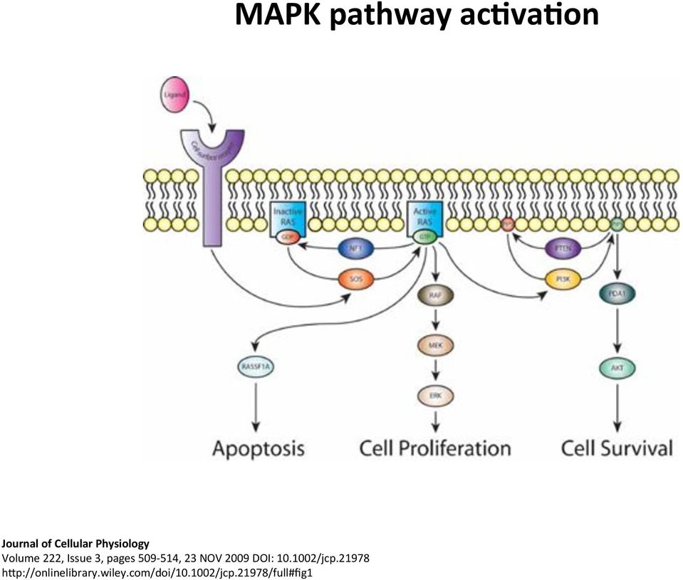 1002/jcp.21978! hcp://onlinelibrary.wiley.