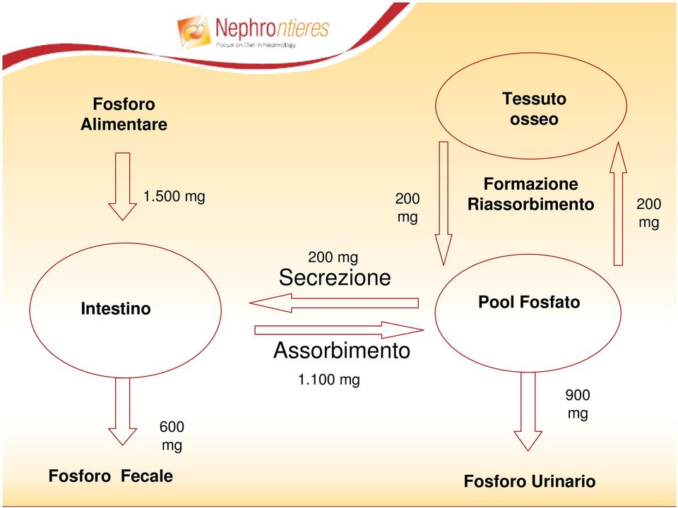 Intestino 200 mg Secrezione Pool Fosfato 600 mg