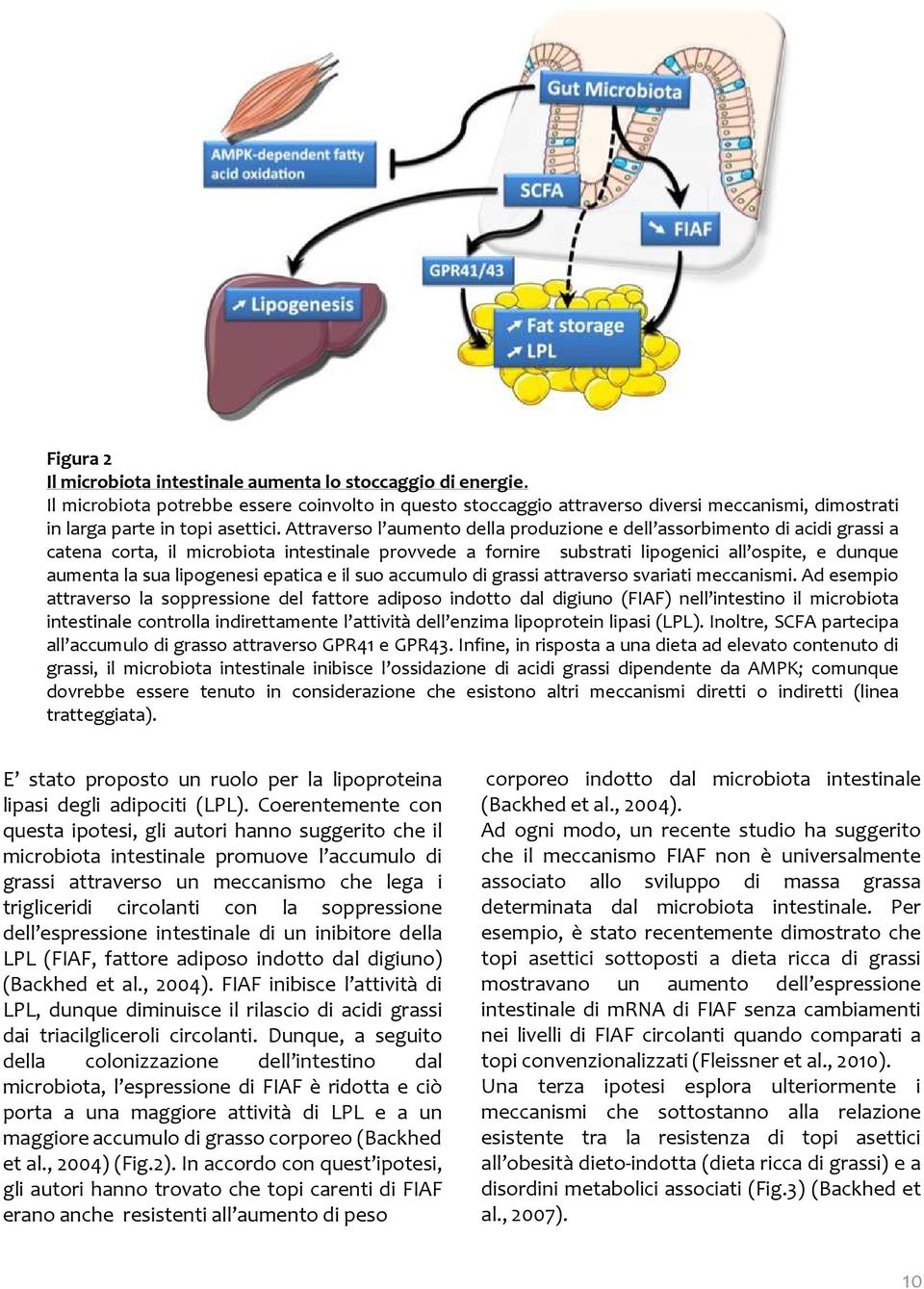 Attraverso l aumento della produzione e dell assorbimento di acidi grassi a catena corta, il microbiota intestinale provvede a fornire substrati lipogenici all ospite, e dunque aumenta la sua