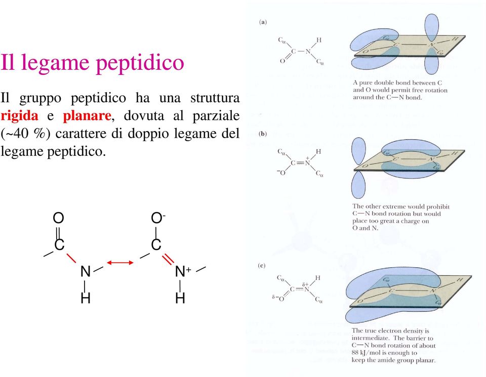 parziale (~40 %) carattere di doppio