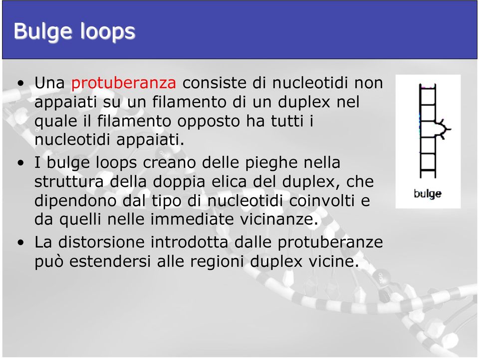 I bulge loops creano delle pieghe nella struttura della doppia elica del duplex, che dipendono dal