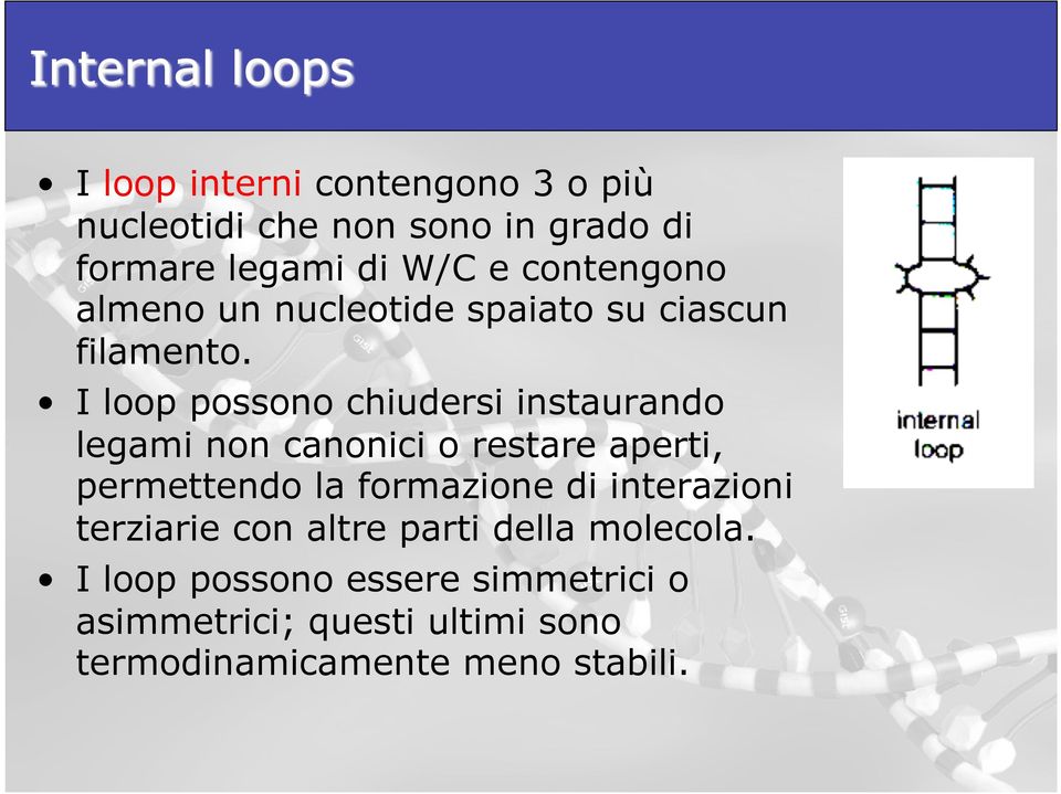 I loop possono chiudersi instaurando legami non canonici o restare aperti, permettendo la formazione di