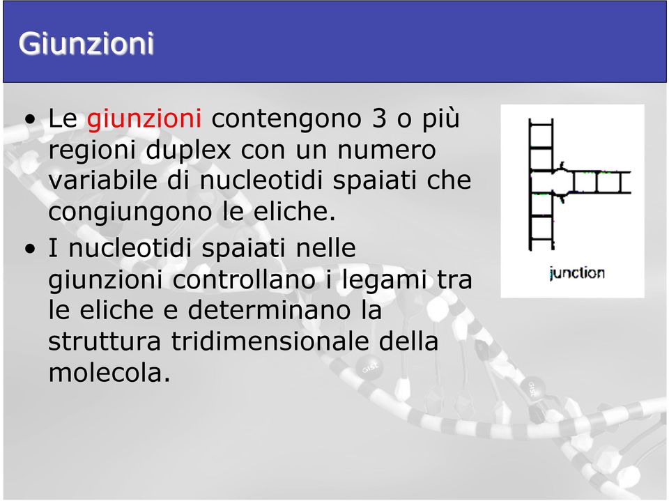 I nucleotidi spaiati nelle giunzioni controllano i legami tra