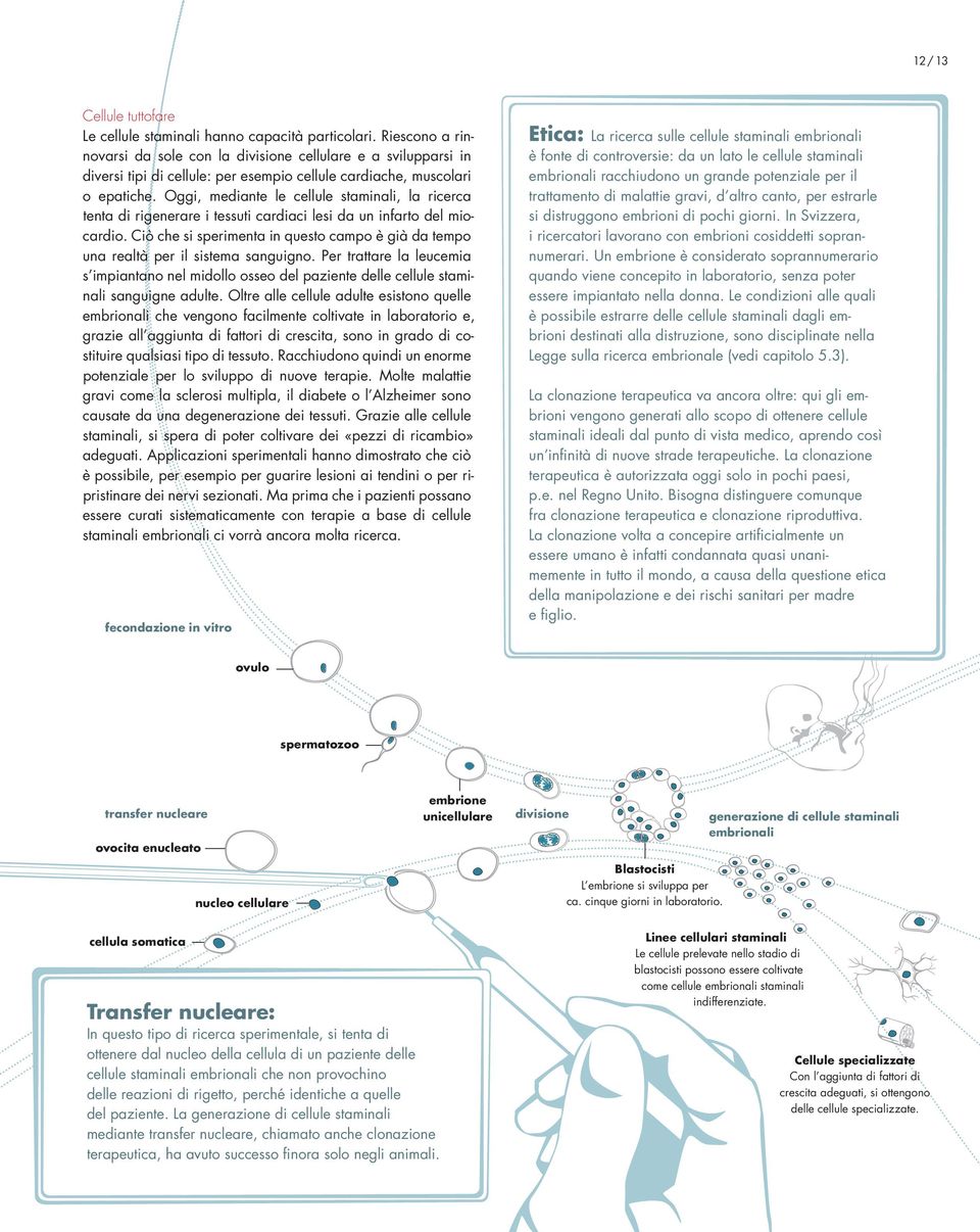 Oggi, mediante le cellule staminali, la ricerca tenta di rigenerare i tessuti cardiaci lesi da un infarto del miocardio.