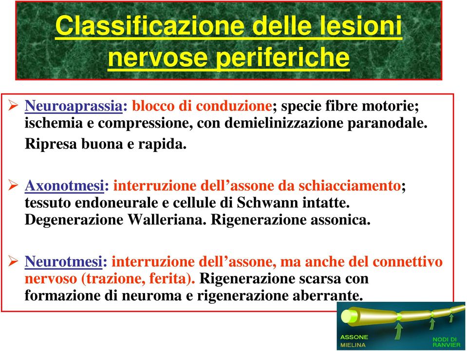 Axonotmesi: interruzione dell assone da schiacciamento; tessuto endoneurale e cellule di Schwann intatte.