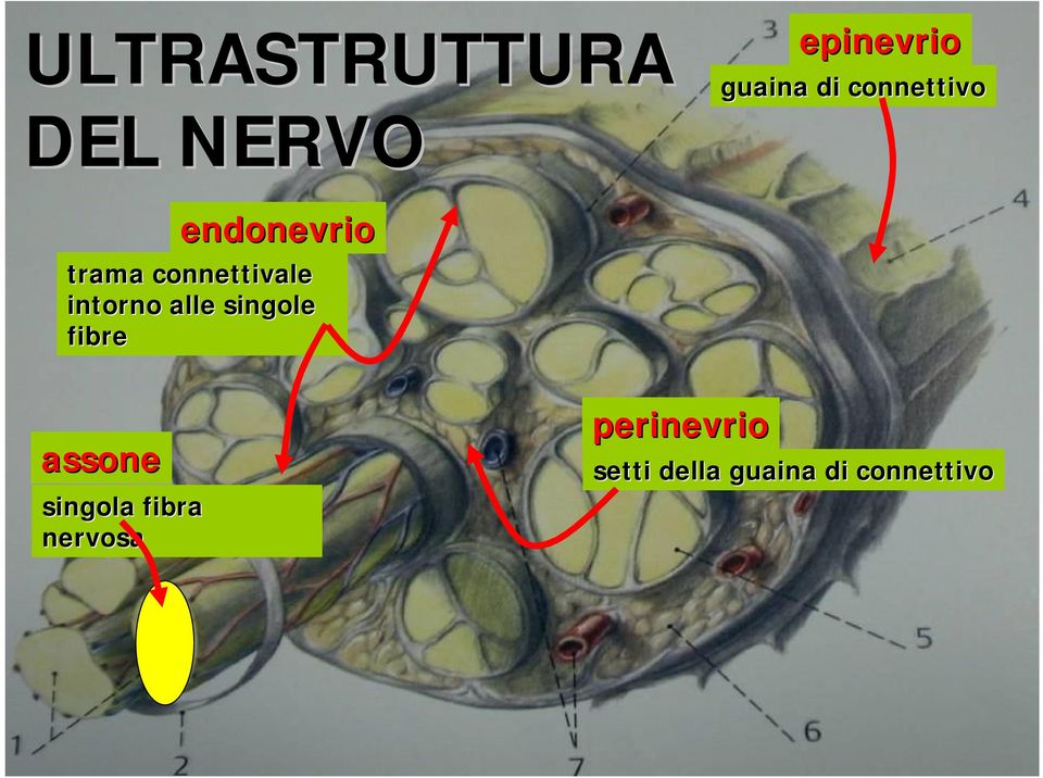 intorno alle singole fibre assone singola