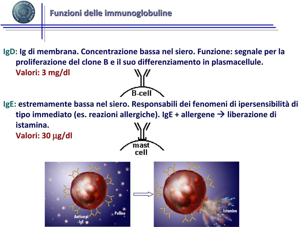 plasmacellule. Valori: 3 mg/dl IgE:estremamente bassa nel siero.