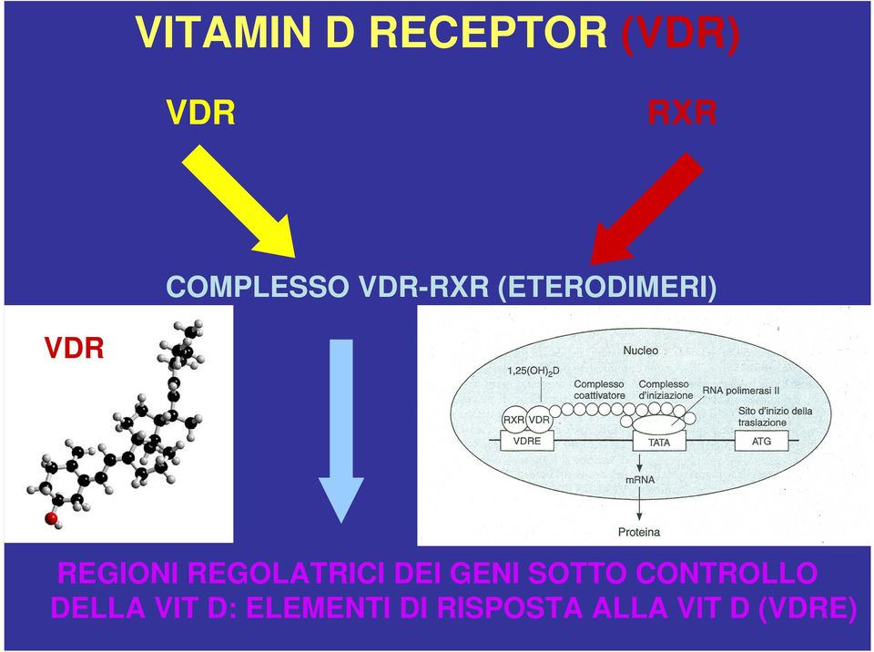 REGIONI REGOLATRICI DEI GENI SOTTO