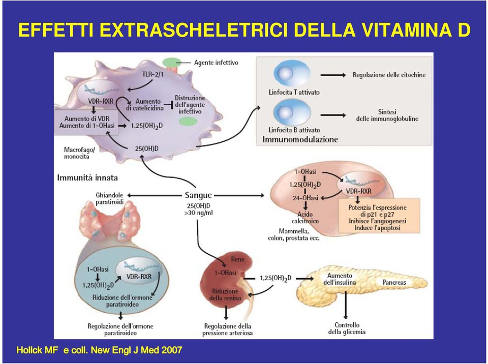 DELLA VITAMINA D