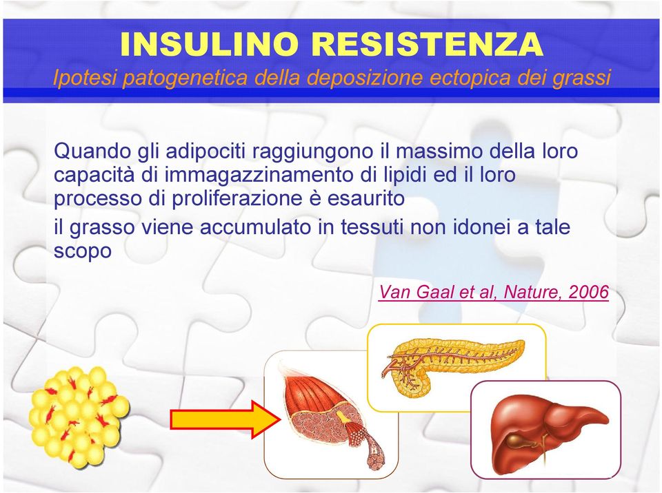 immagazzinamento di lipidi ed il loro processo di proliferazione è esaurito