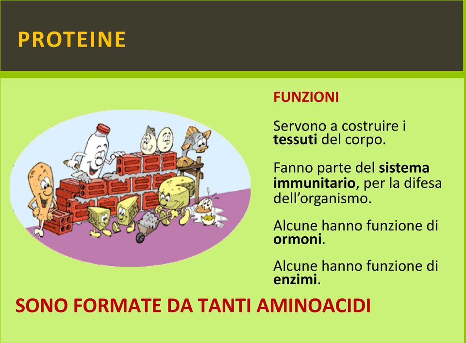 Fanno parte del sistema immunitario, per la difesa dell