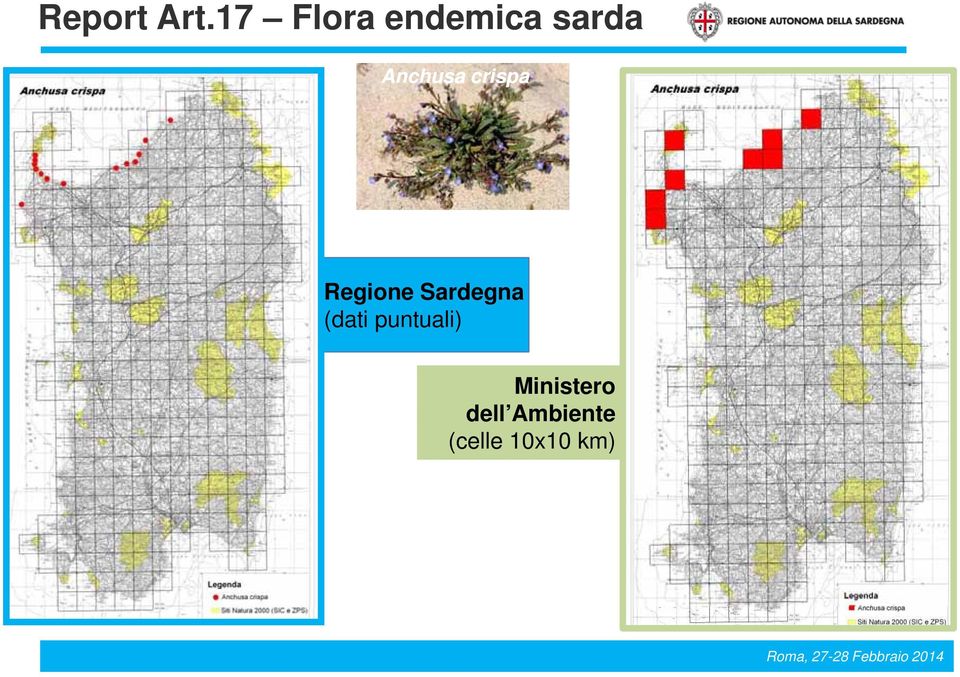 Anchusa crispa Regione