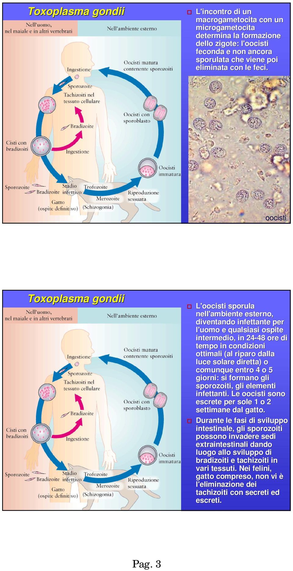 luce solare diretta) o comunque entro 4 o 5 giorni: si formano gli sporozoiti,, gli elementi infettanti. Le oocisti sono escrete per sole 1 o 2 settimane dal gatto.