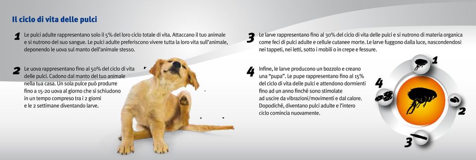 Cadono dal manto del tuo animale nella tua casa. Un sola pulce può produrre fino a 15-20 uova al giorno che si schiudono in un tempo compreso tra i 2 giorni e le 2 settimane diventando larve.