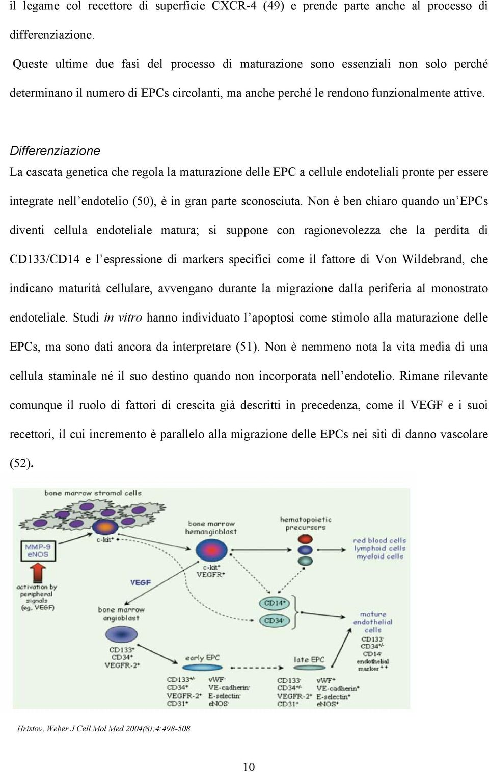 Differenziazione La cascata genetica che regola la maturazione delle EPC a cellule endoteliali pronte per essere integrate nell endotelio (50), è in gran parte sconosciuta.