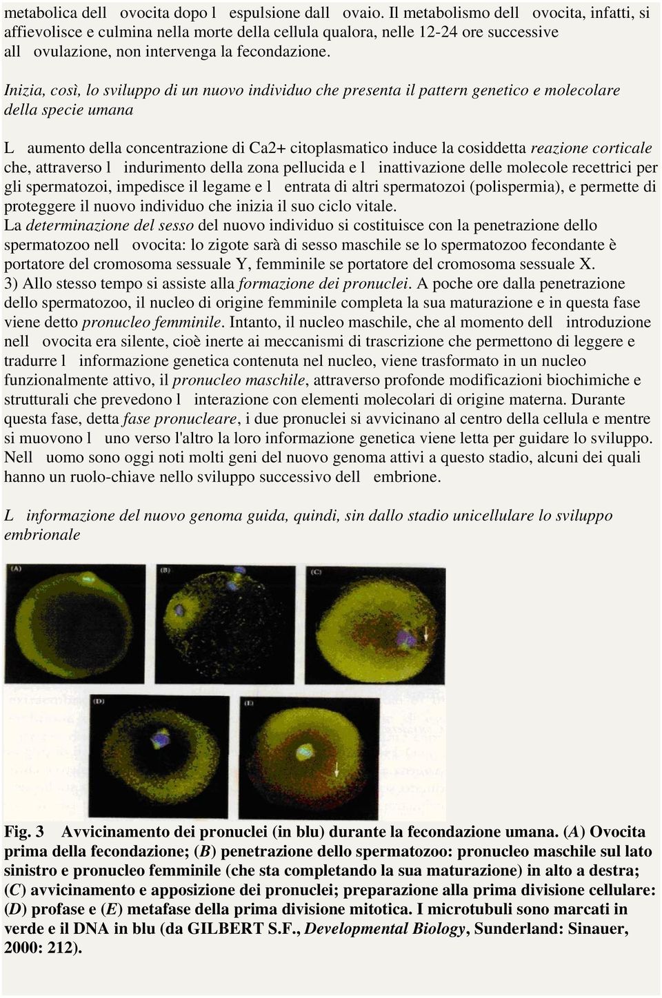 Inizia, così, lo sviluppo di un nuovo individuo che presenta il pattern genetico e molecolare della specie umana Laumento della concentrazione di Ca2+ citoplasmatico induce la cosiddetta reazione