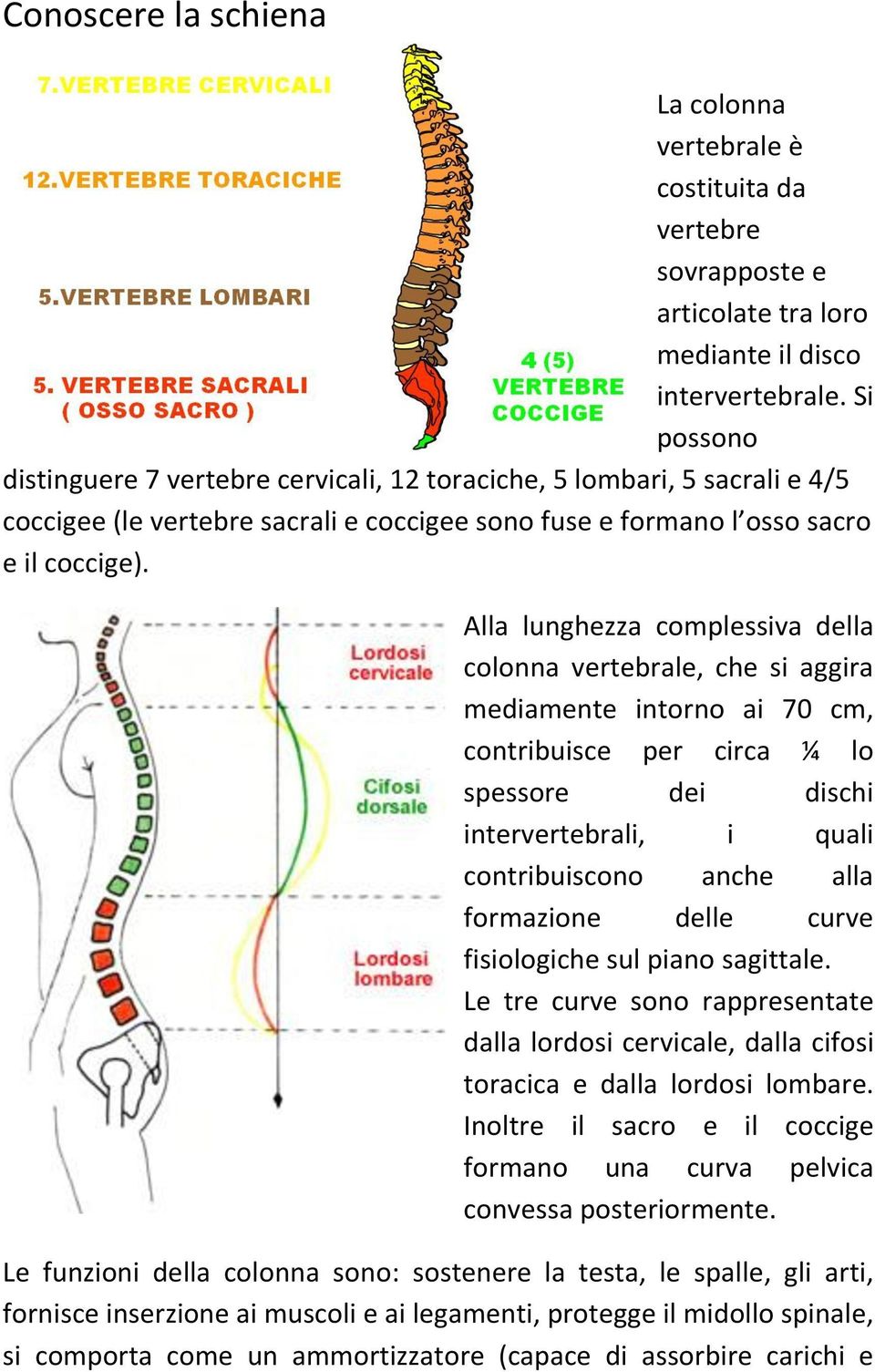 Alla lunghezza complessiva della colonna vertebrale, che si aggira mediamente intorno ai 70 cm, contribuisce per circa ¼ lo spessore dei dischi intervertebrali, i quali contribuiscono anche alla